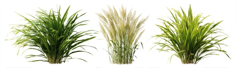 Obraz premium Three distinct clumps of ornamental grass, varying in color and texture, on a white background
