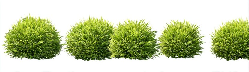 Five evenly spaced, spherical, green, shrub-like plants against a white background