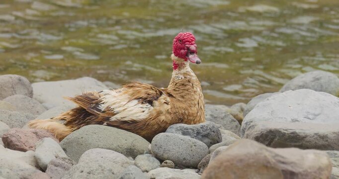 4K video; Muscovy duck (Cairina moschata) busy grooming its feathers among the stones on the edge of a small lake
