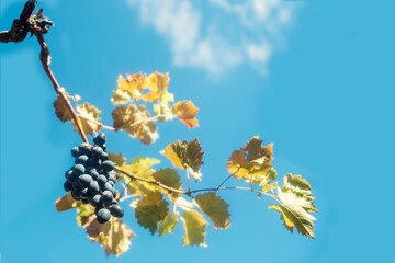 vine with a bunch of ripe black grapes against a blue sky with a white cloud
