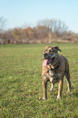 dog of the Ka de Bo breed is standing in a field with tongue, open mouth
