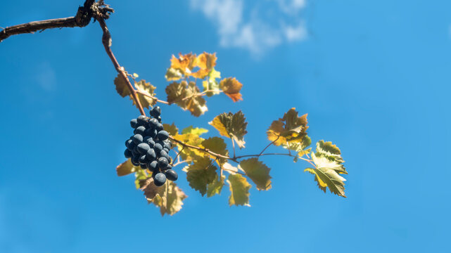 vine with a bunch of ripe black grapes against a blue sky with a white cloud
