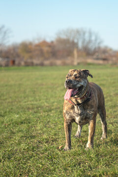 dog of the Ka de Bo breed is standing in a field with tongue, open mouth
