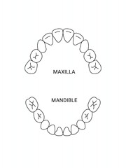 human oral anatomy illustration. maxilla and mandible parts © ninimiou