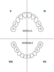 human oral anatomy illustration. maxilla and mandible parts © ninimiou