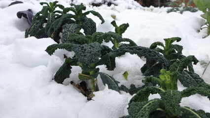Cavolo nero in orto durante inverno, caulus acephala 
