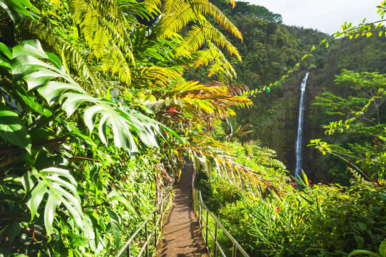 Akaka Falls State Park, Big Island, Hawaii, USA