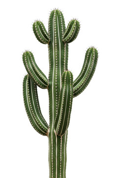 Vibrant green columnar San Pedro type cactus with prominent ribbed arms, vertical white stripes, and sharp dark spines, isolated on bright white background with copy space, soft lighting, concept of