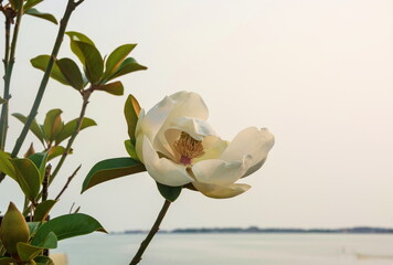 A delicate white magnolia flower on the background of the sea