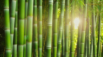 Obraz premium Dense Green Bamboo Forest With Sunlight Filtering Through Stems In Sustainable Nature Background