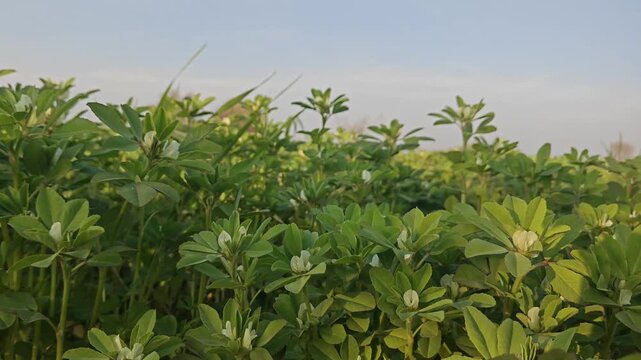 Fresh green fenugreek (Methi) crop growing in an organic farm in rural India.