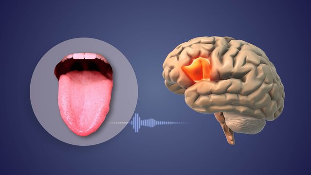 Speech Muscle Control Linked to Broca&rsquo;s Area