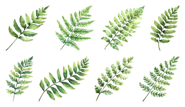 PNG Watercolor fern leaves element set on transparent background
