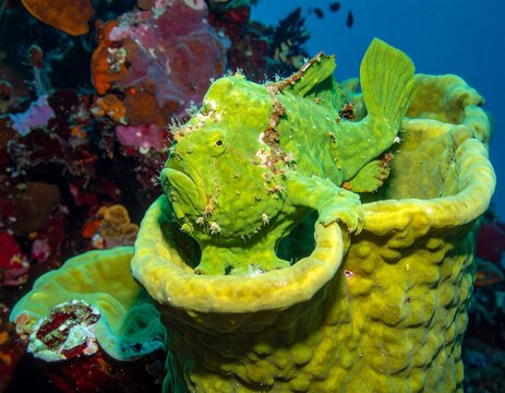 A vibrant underwater scene reveals a bright green fish resting in a yellow, sponge-like formation. Coral and other life surround