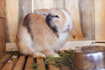 A ginger and white rabbit with black markings sits in a wooden cage with fresh green grass and a metal bowl visible pet care domestic animal husbandry pet concept