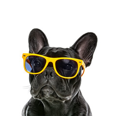 French Bulldog Wearing Yellow Sunglasses graphic isolated on a transparent background