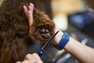 Grooming session for a brown dog at a pet salon during daylight hours
