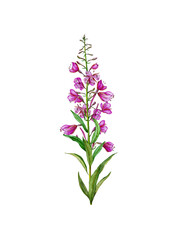 Watercolor Botanical Illustration of Fireweed