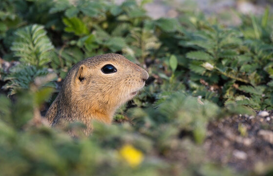 richardsons ground squirrel emerging from its tunnel