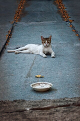 Stray Calico Cat Resting on a Concrete Street Next to a Food Bowl