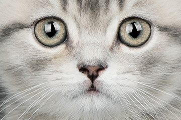 Close-up portrait of a yellow-eyed cat