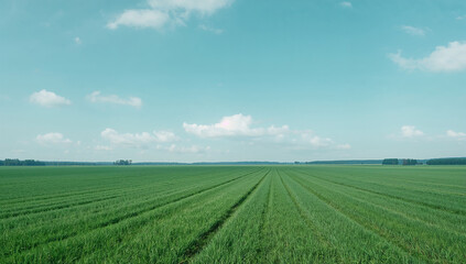 Obraz premium シンプルで均質な芝面と整った雲を生かしたミニマルな青空の背景、人物なし