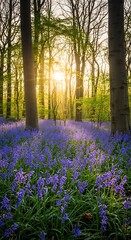 Naklejka premium Bluebell Bloom - A Sunlit Forest Floor in Springtime.