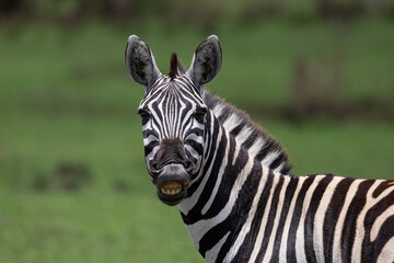 Portrait of a striped zebra with big teeth showing making a funny face looking at camera in a field on safari in Maasai Mara Kenya Africa 