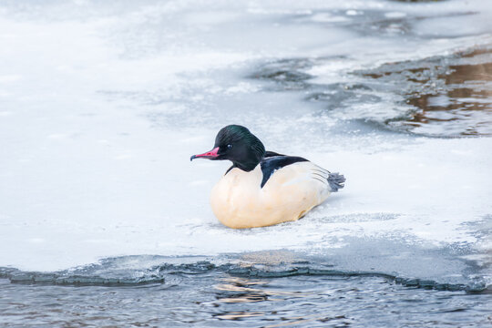 Merganser (Mergus merganser) male large water bird with black and white plumage and a red beak, the animal sits on white ice on a frozen river on a cold winter day.