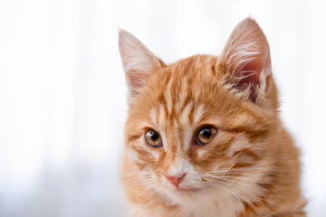 Obraz premium Cute red kitten on a light background