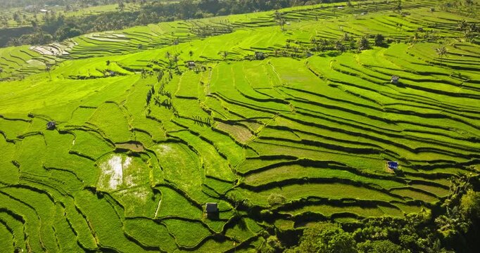 Bright green rice terraces in Lombok Senaru region demonstrate traditional Indonesian agricultural practices and sustainable farming in a vibrant tropical landscape. Aerial view drone flight panorama
