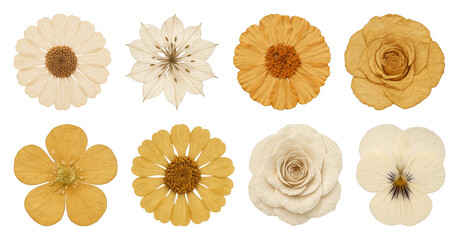 Fototapeta premium Pressed flowers with vintage charm.