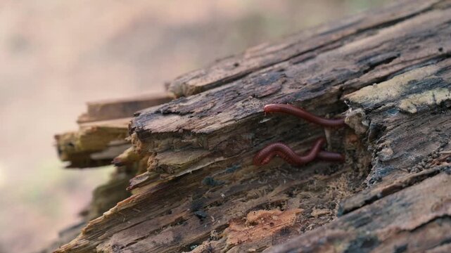 Common Asian millipede, Trigoniulus corallinus mating on a dead tree trunk. Howrah, West Bengal, India. Slow motion video of animals mating in nature. Stock footage.