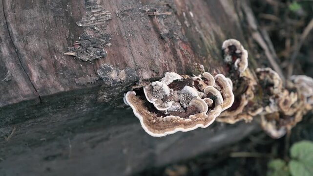 Smoky polypore Bjerkandera adusta bracket fungi , fungus on the dead tree trunk. Howrah, West Bengal, India.