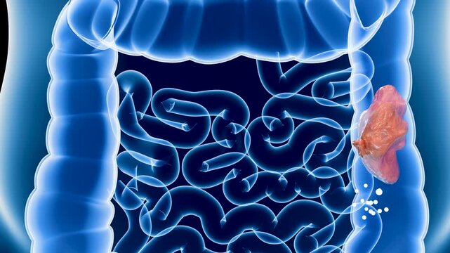 Anatomy of the human digestive system, concept of the intestine function, laxative, traitement of constipation, bowel movement, 3d render	
