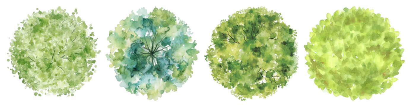 PNG Watercolor tree top view, element set on transparent background
