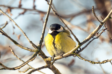 Obraz premium titmouse sitting on a branch