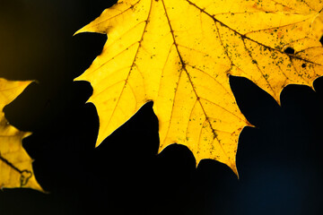 herbstliches Laub, goldener Herbst, Herbstlaub im Sonnenlicht