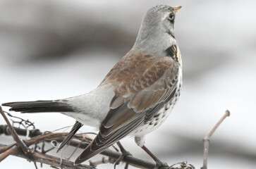 Fototapeta premium thrush on a grape vine in winter