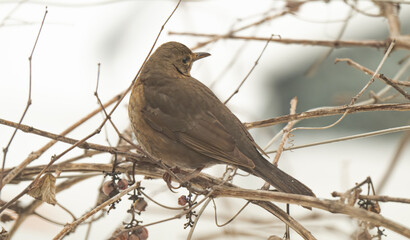Fototapeta premium thrush on a grape vine in winter