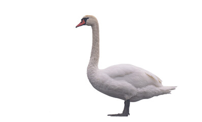 swan isolated