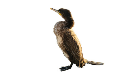 A photo of a great cormorant isolated