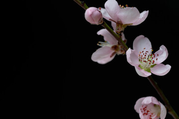 Naklejka premium Sakura branch isolated