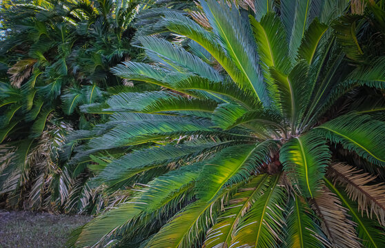 Thomasville Sago Palms