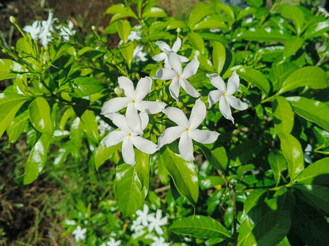 White pinwheel flower (Tabernaemontana divaricata) in bloom. For graphic design, 3D rendering and banners