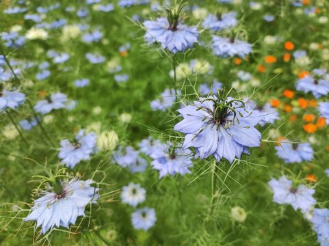 Roman Coriander (Nigella sativa) blossom, closeup