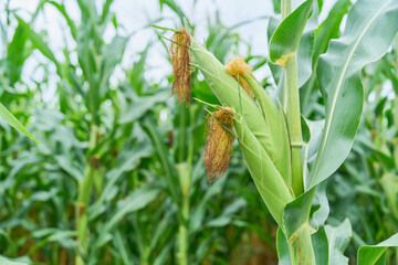 Naklejka premium Cornfield in nature in the morning. Peaceful nature