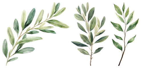 Obraz premium PNG Elegant watercolor olive branches illustration, transparent background
