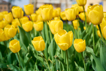 Obraz premium Close-up of bright yellow tulips blooming in a city flowerbed on a sunny spring day.