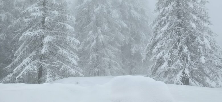 Gruppo di pini innevati  ed immersi nella foschia 
